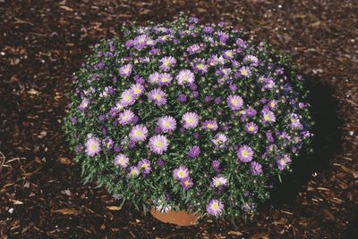 Aster Novi-Belgii (Aster 'Twist')
