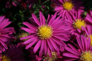 Aster Novi-Belgii (Aster 'Winston Churchill')