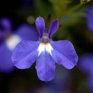 Lobelia erinus Hot Giant Blue | Lucas Greenhouses