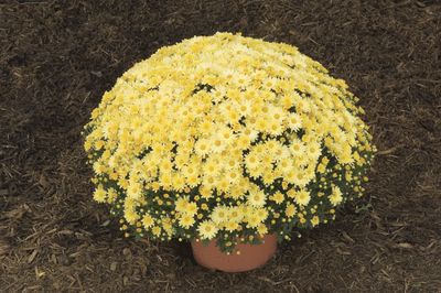 Mum Chrysanthemum X Morifolium (Mum 'Sunny Camille')