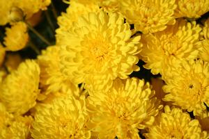 Mum Chrysanthemum X Morifolium (Mum 'Lisa')