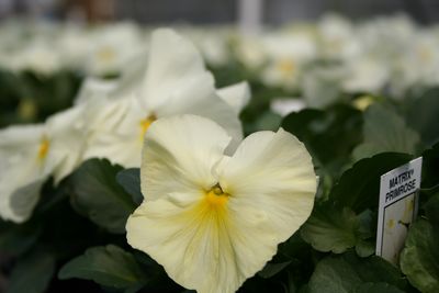 Pansy Viola X Wittrockiana (Pansy 'Matrix Clear Primrose')