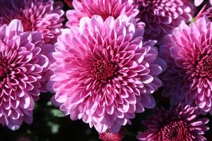 Mum Chrysanthemum X Morifolium (Mum 'Cheryl')