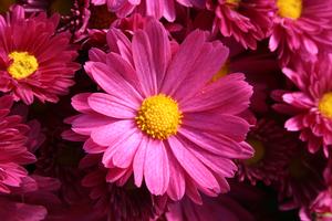 Mum Chrysanthemum X Morifolium