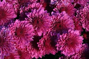 Mum Chrysanthemum X Morifolium (Mum 'Regal Cheryl')