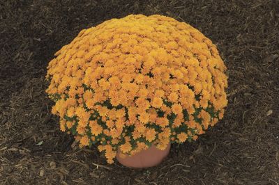 Mum Chrysanthemum X Morifolium (Mum 'Warm Ursula')