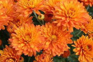 Mum Chrysanthemum X Morifolium (Mum 'Olivia')
