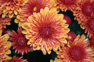 Mum Chrysanthemum X Morifolium (Mum 'Spicy Cheryl')