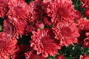 Mum Chrysanthemum X Morifolium (Mum 'Jolly Cheryl')