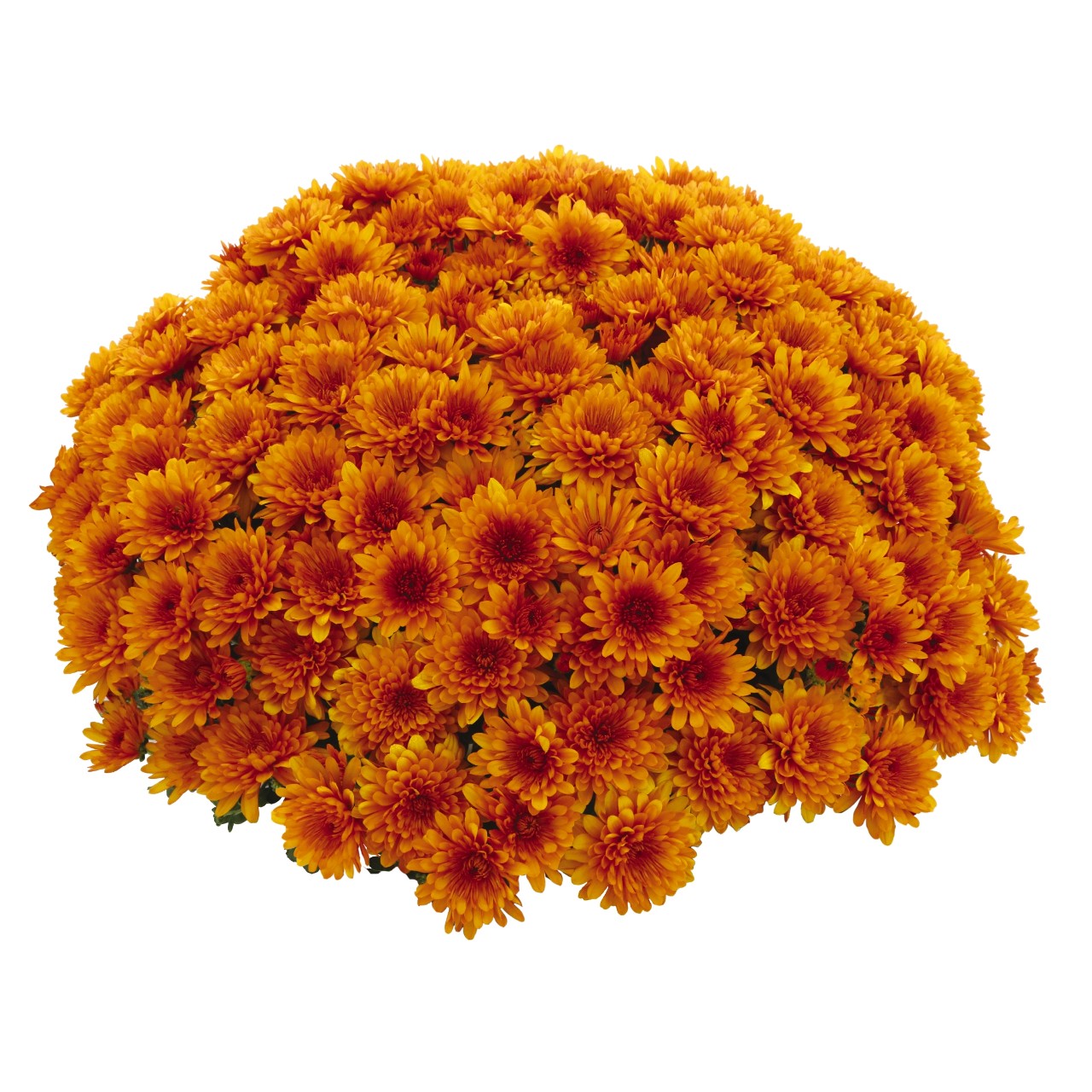 Mum chrysanthemum x morifolium Balance Bronze Bicolor