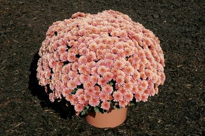 Mum Chrysanthemum X Morifolium (Mum 'Penelope')