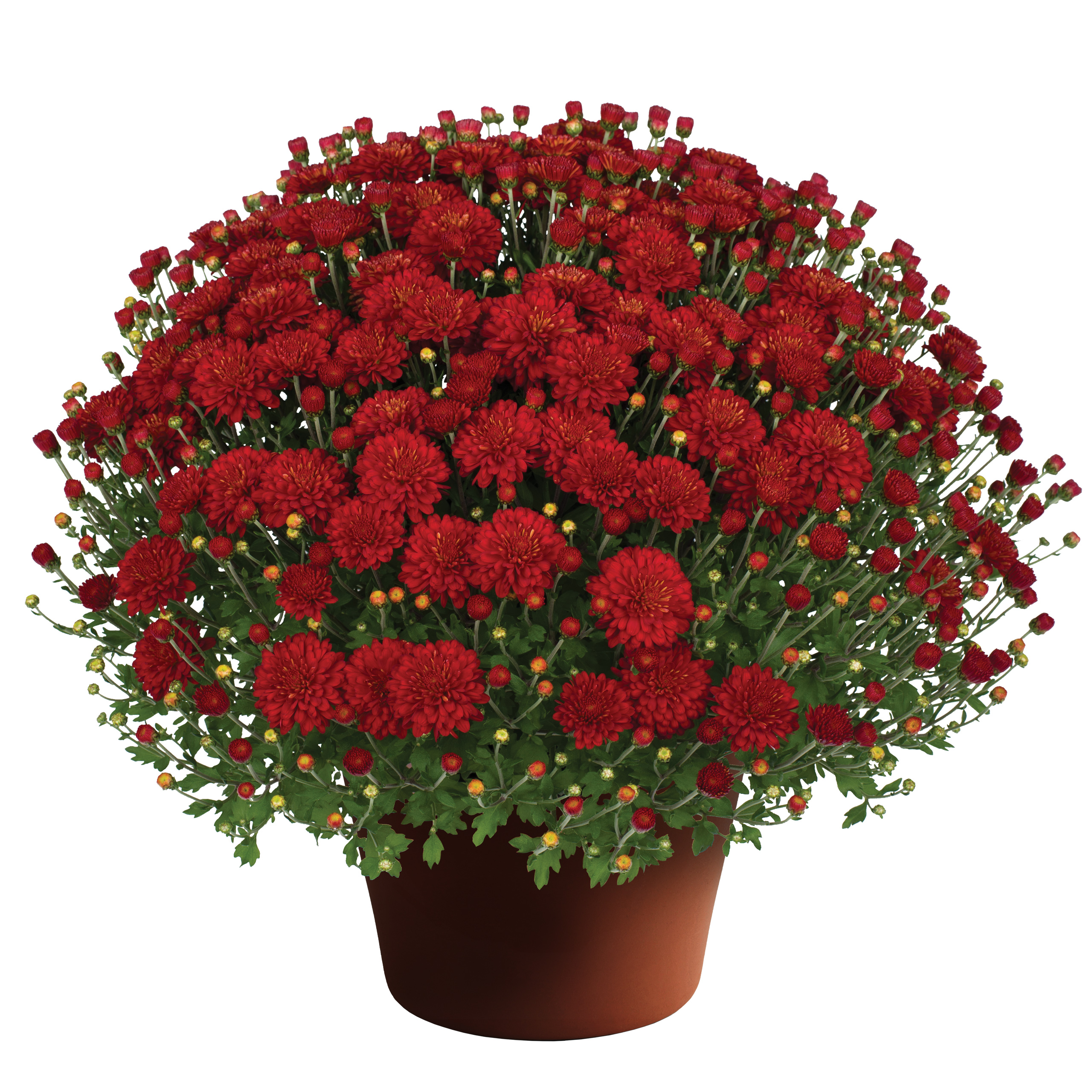 Mum chrysanthemum x morifolium Hestia Hot Red | Lucas Greenhouses