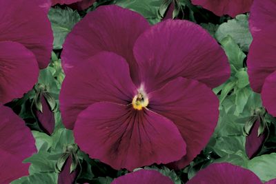 Pansy Viola X Wittrockiana (Pansy ' Delta Pure Rose')