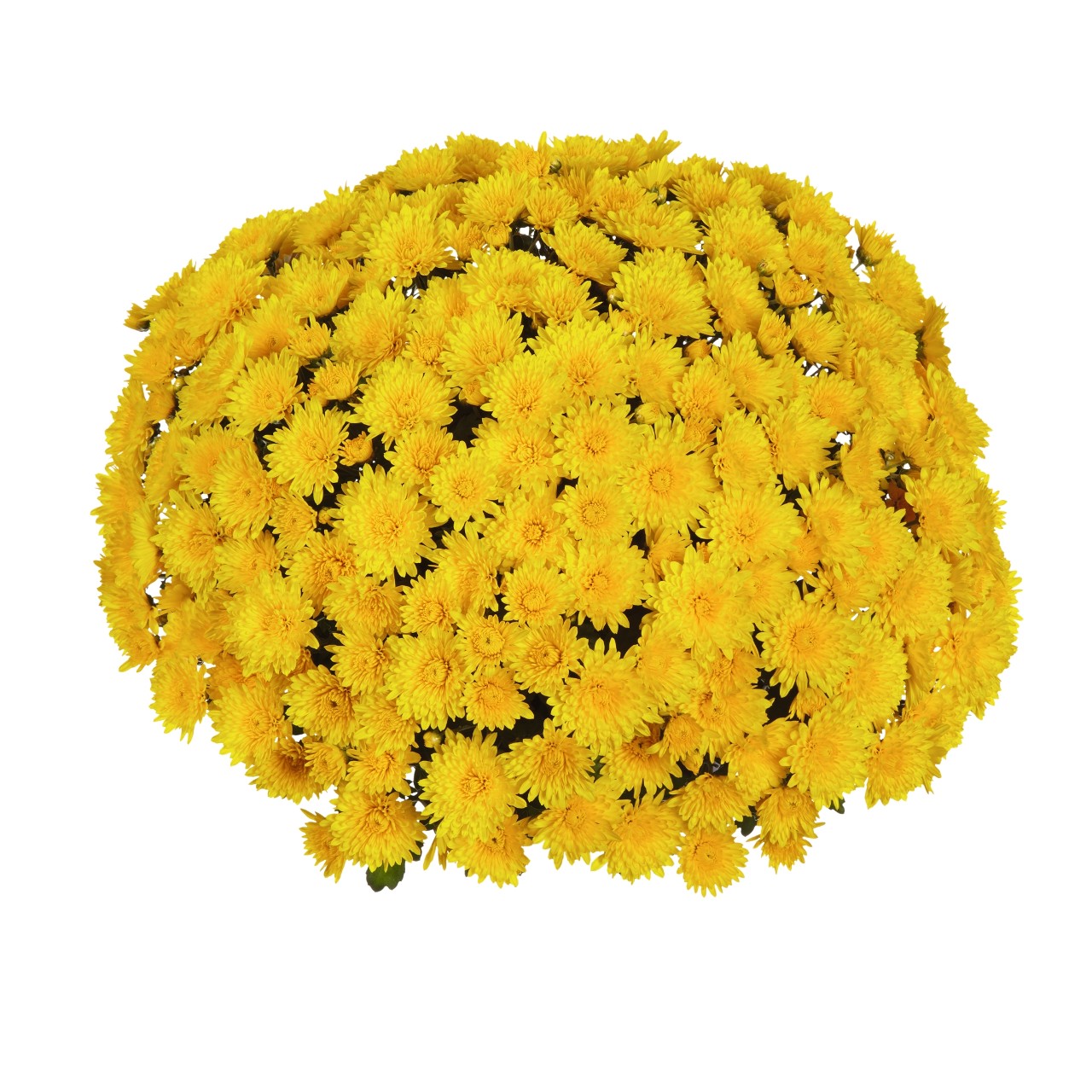 Mum chrysanthemum x morifolium Field Yellow Lucas Greenhouses