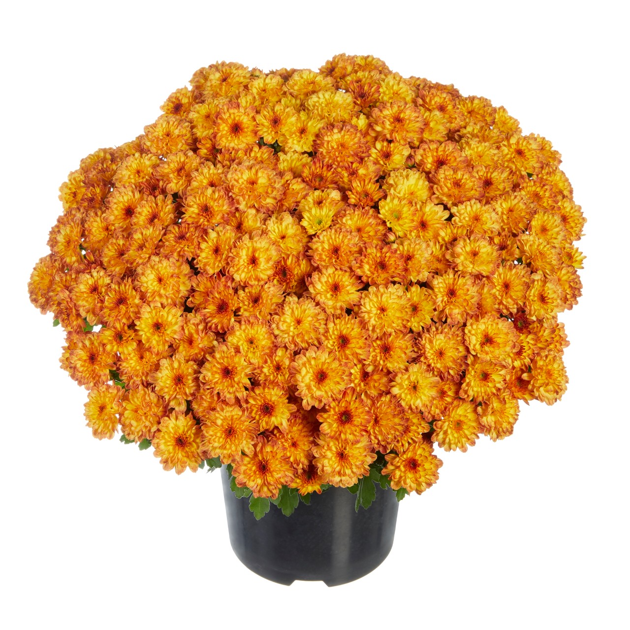 Mum chrysanthemum x morifolium Jamboree Red Yellow Lucas Greenhouses