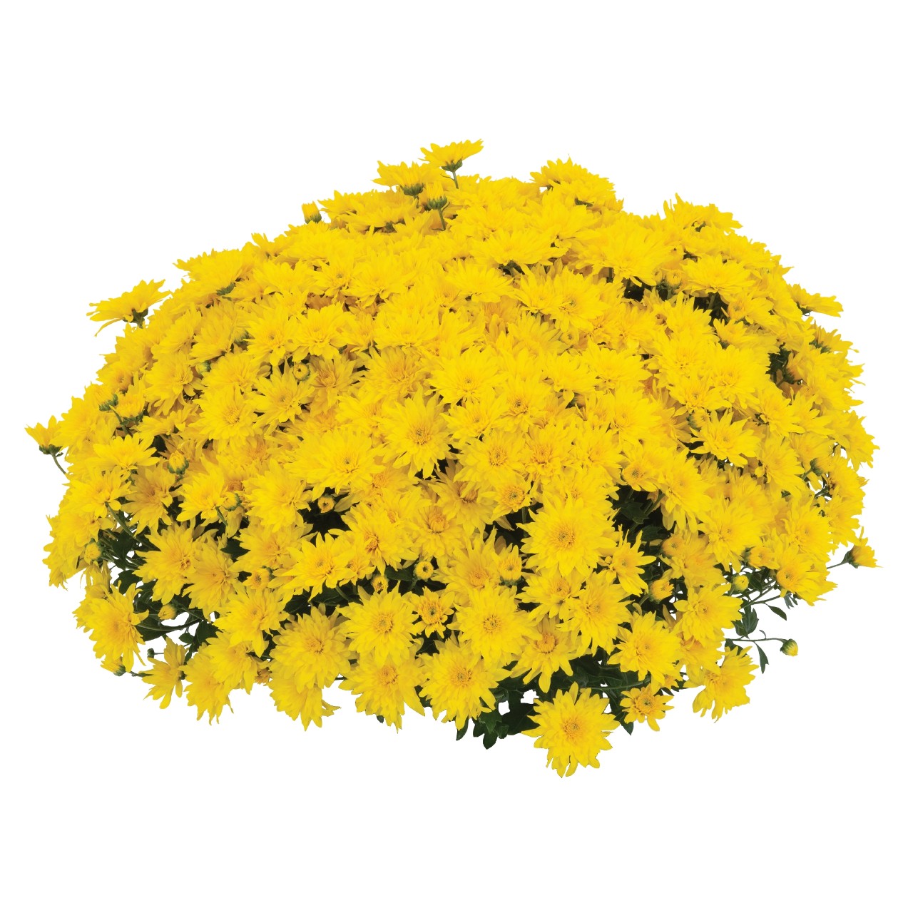 Mum chrysanthemum x morifolium Whimsy Yellow Lucas Greenhouses