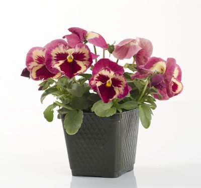 Pansy Viola X Wittrockiana (Pansy 'Dynamite Strawberry')