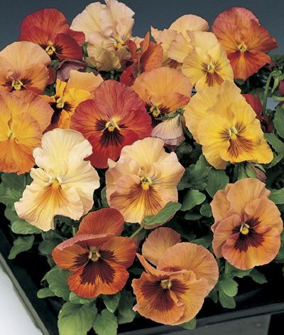 Pansy Viola X Wittrockiana (Pansy 'Skyline Copperfield')