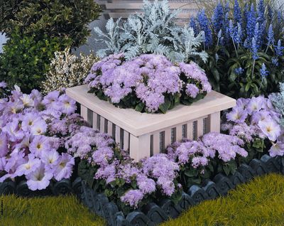 Ageratum (Ageratum 'Hawaii Shell Pink')