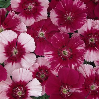 Dianthus (Dianthus 'Corona Cherry Magic')