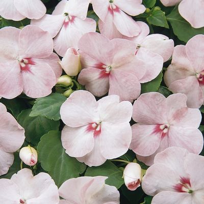 Impatien (Impatien 'Super Elfin Blush')