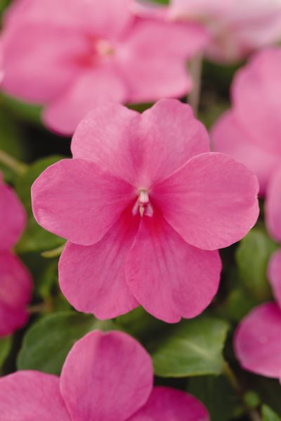 Impatien (Impatien 'Super Elfin Deep Pink Xp')