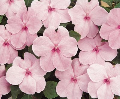 Impatien (Impatien 'Super Elfin Pink Xp')