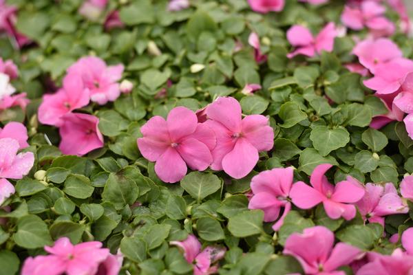 Impatien (Impatien 'Super Elfin Rose Xp')