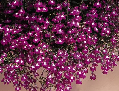 Lobelia (Lobelia 'Regatta Rose')