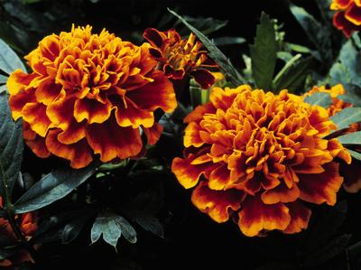 Marigold (Marigold 'Janie Flame')