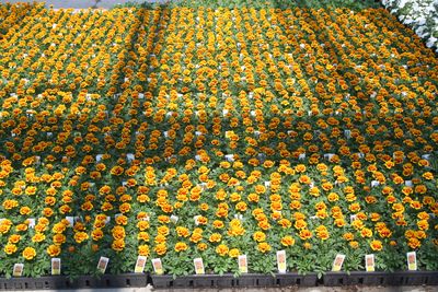 Marigold (Marigold 'Little Hero Fire')