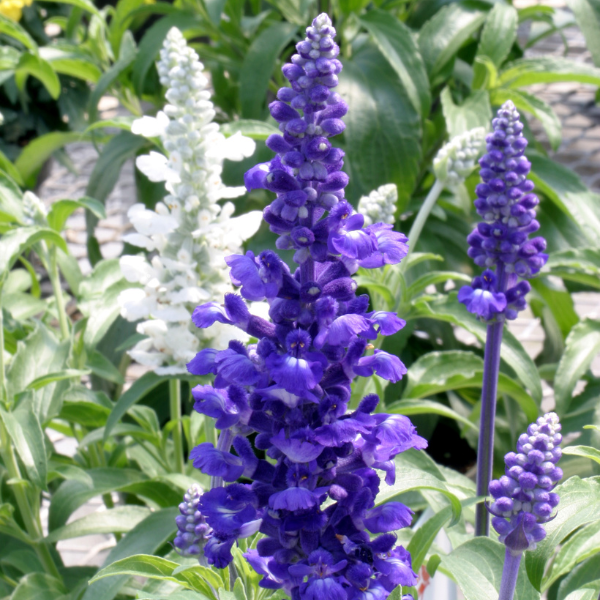 Salvia farinacea cheap