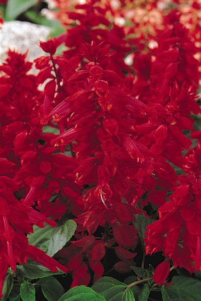 Salvia (Salvia 'Vista Burgundy')