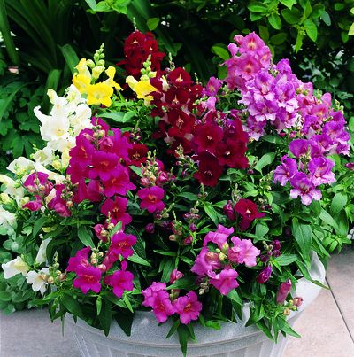 Snapdragon (Snapdragon 'Bells Mix')