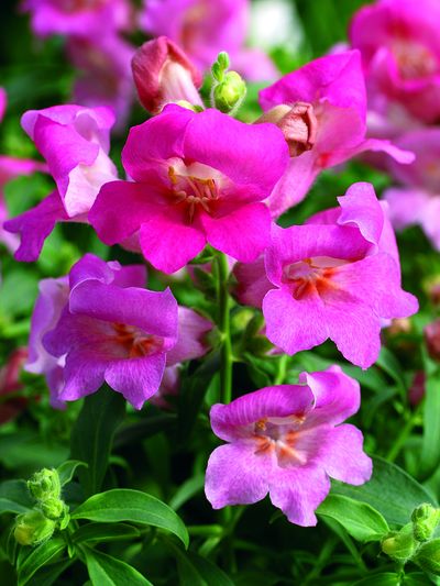 Snapdragon (Snapdragon 'Bells Mix')