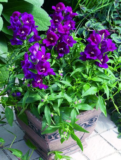 Snapdragon (Snapdragon 'Bells Purple')