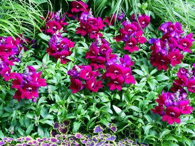 Snapdragon (Snapdragon 'Bells Red')