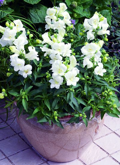 Snapdragon (Snapdragon 'Bells White')