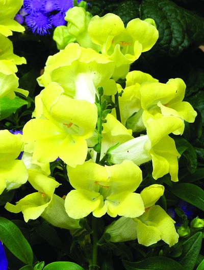 Snapdragon (Snapdragon 'Bells Yellow')