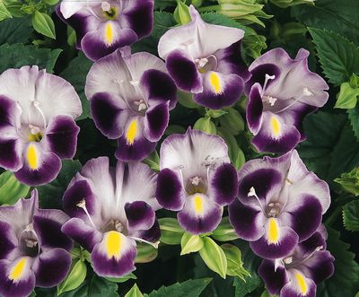 Torenia (Torenia 'Clown Blue')