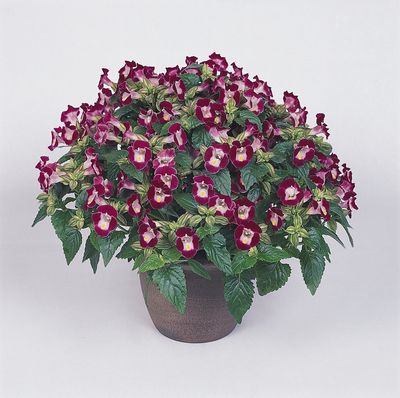 Torenia (Torenia 'Clown Burgundy')