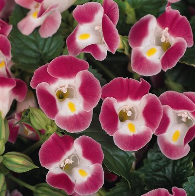 Torenia (Torenia 'Clown Rose')