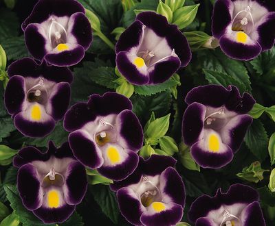 Torenia (Torenia 'Clown Violet')