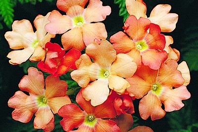 Verbena (Verbena 'Obsession Apricot')