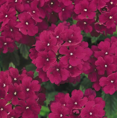 Verbena (Verbena 'Quartz Burgundy')