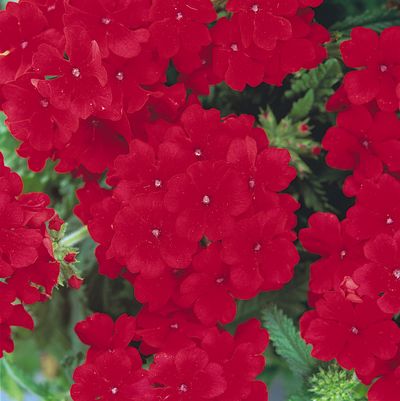 Verbena (Verbena 'Quartz Scarlet')