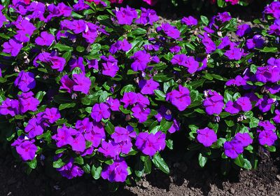 vinca purple flowers catharanthus roseus cora violet plants plant