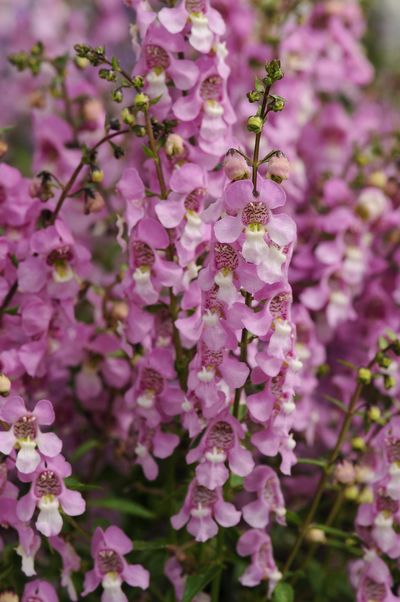 Angelonia (Angelonia 'Serena Lavender Pink')