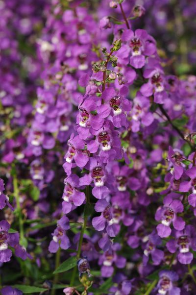 Angelonia Serena