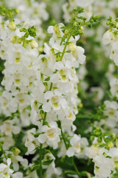 Angelonia (Angelonia 'Serena White')